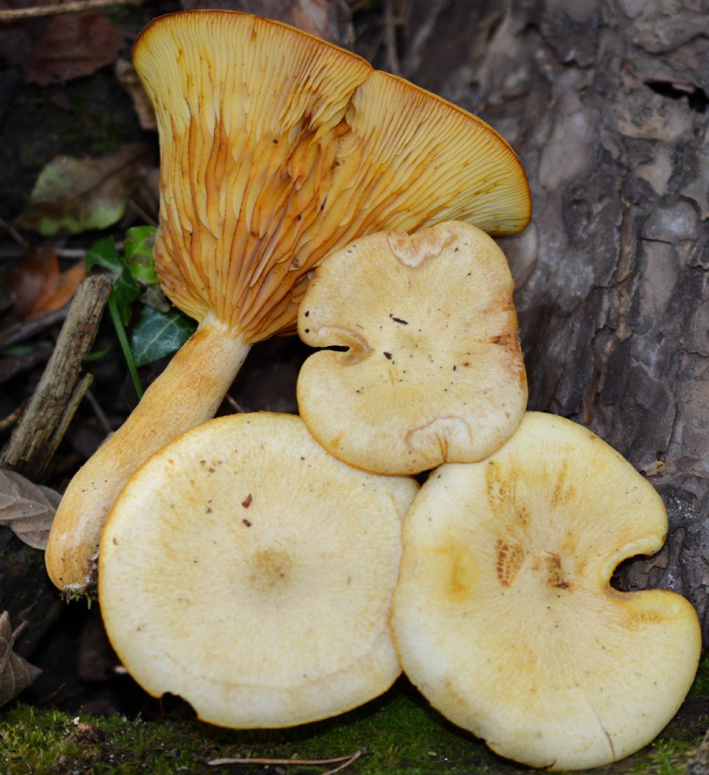 Tricholomopsis sulphureoides (Peck) Singer(Tricholomopsis osiliensis)